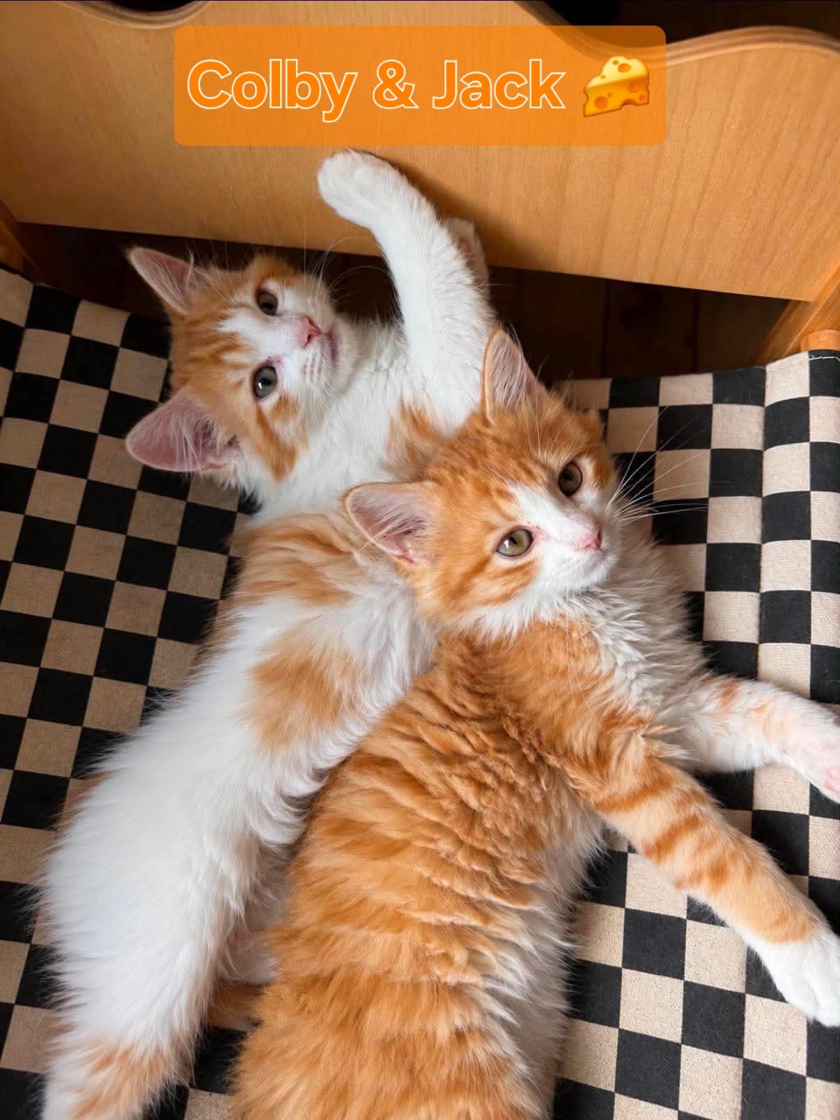 Colby, adopted, Kitten Male Domestic Long Hair.