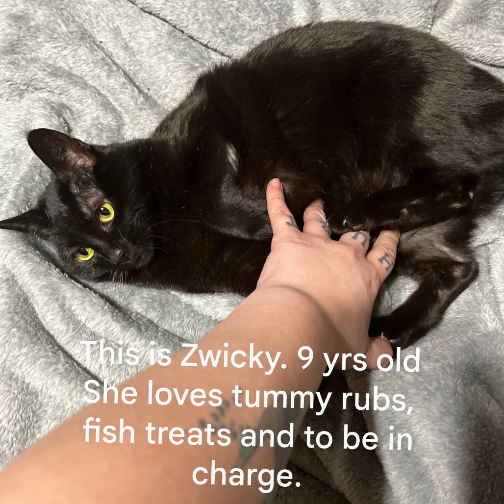 Zwicky, Adoptable, Senior Female Domestic Short Hair.