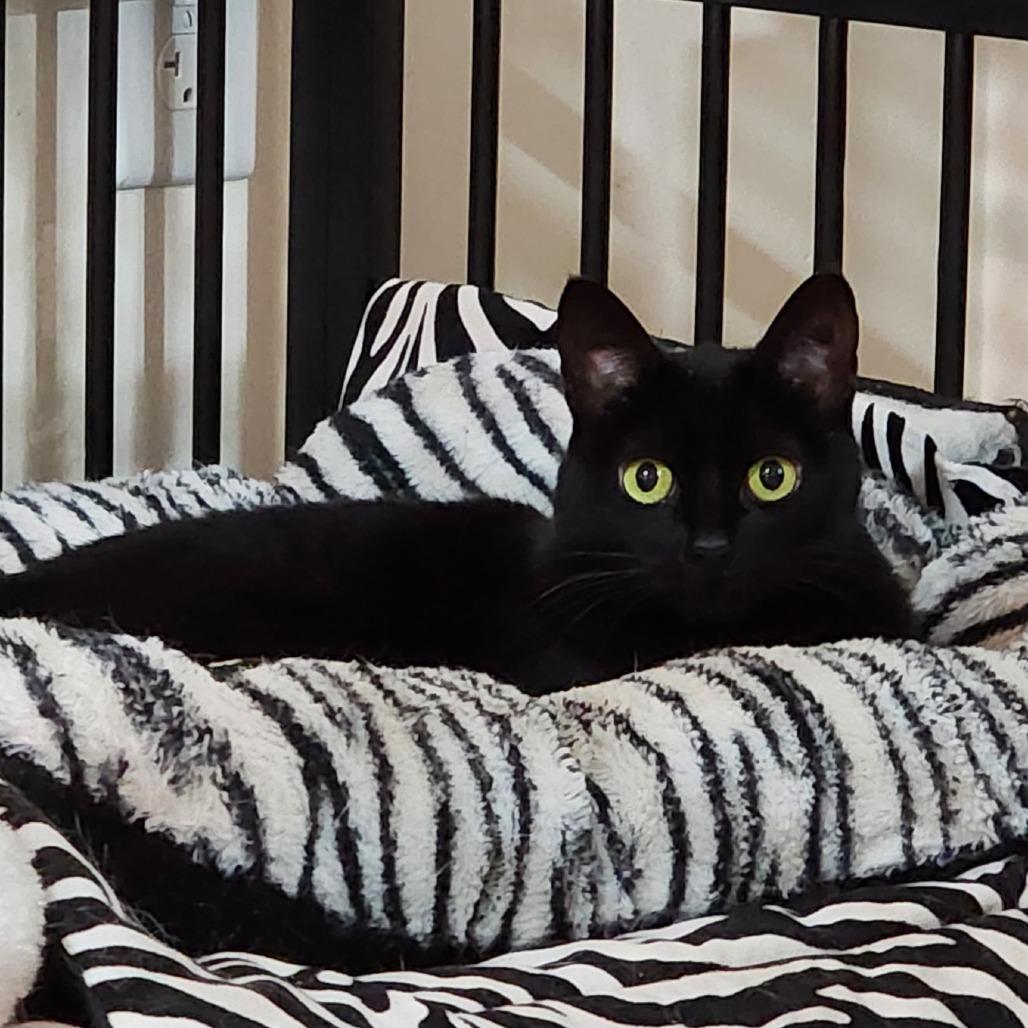 Zwicky, a Adoptable Domestic Short Hair in Toms Brook, VA image 2/2