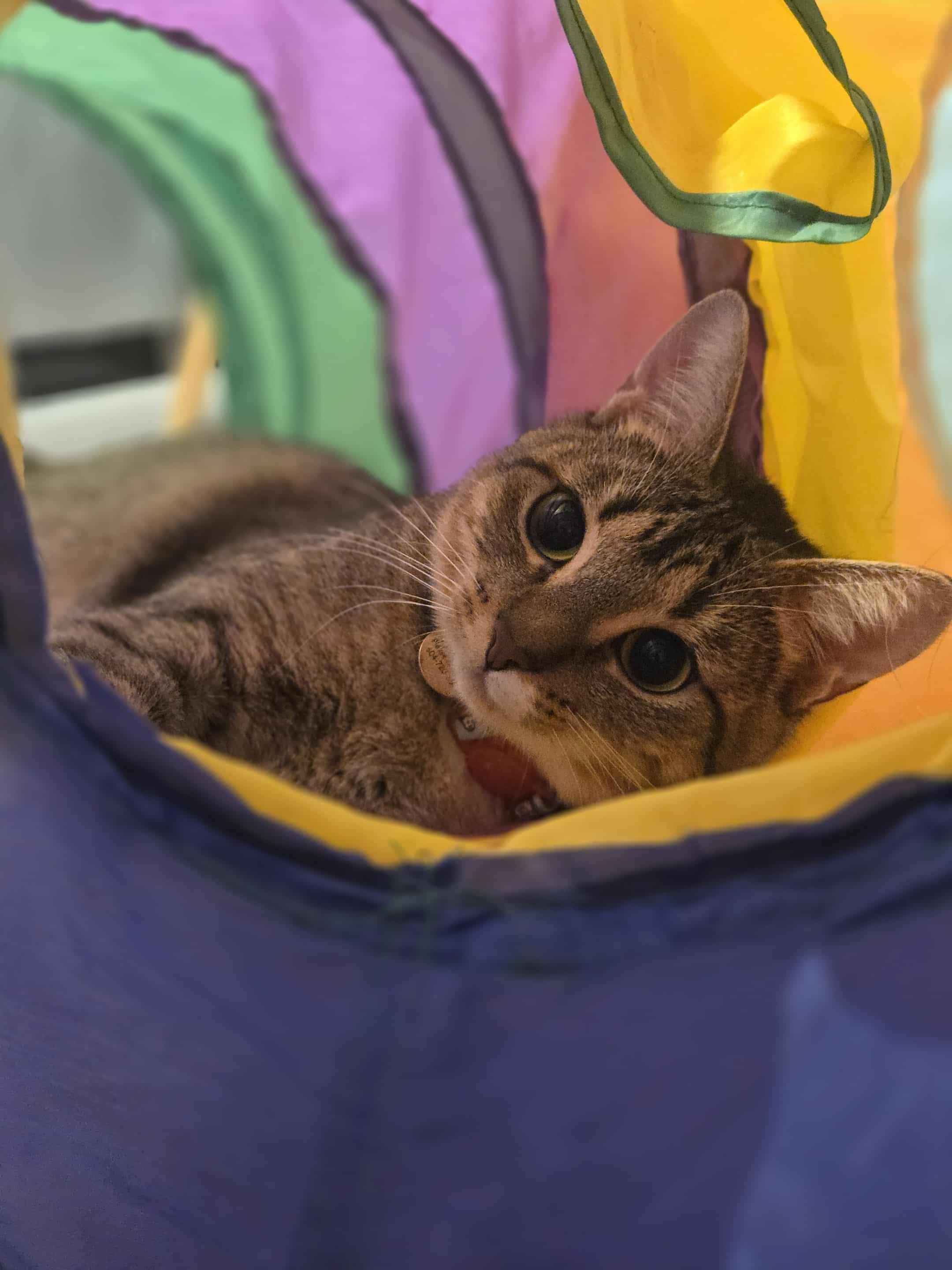 Marigold - Adoption pending , adoptable, Adult Female Domestic Short Hair.