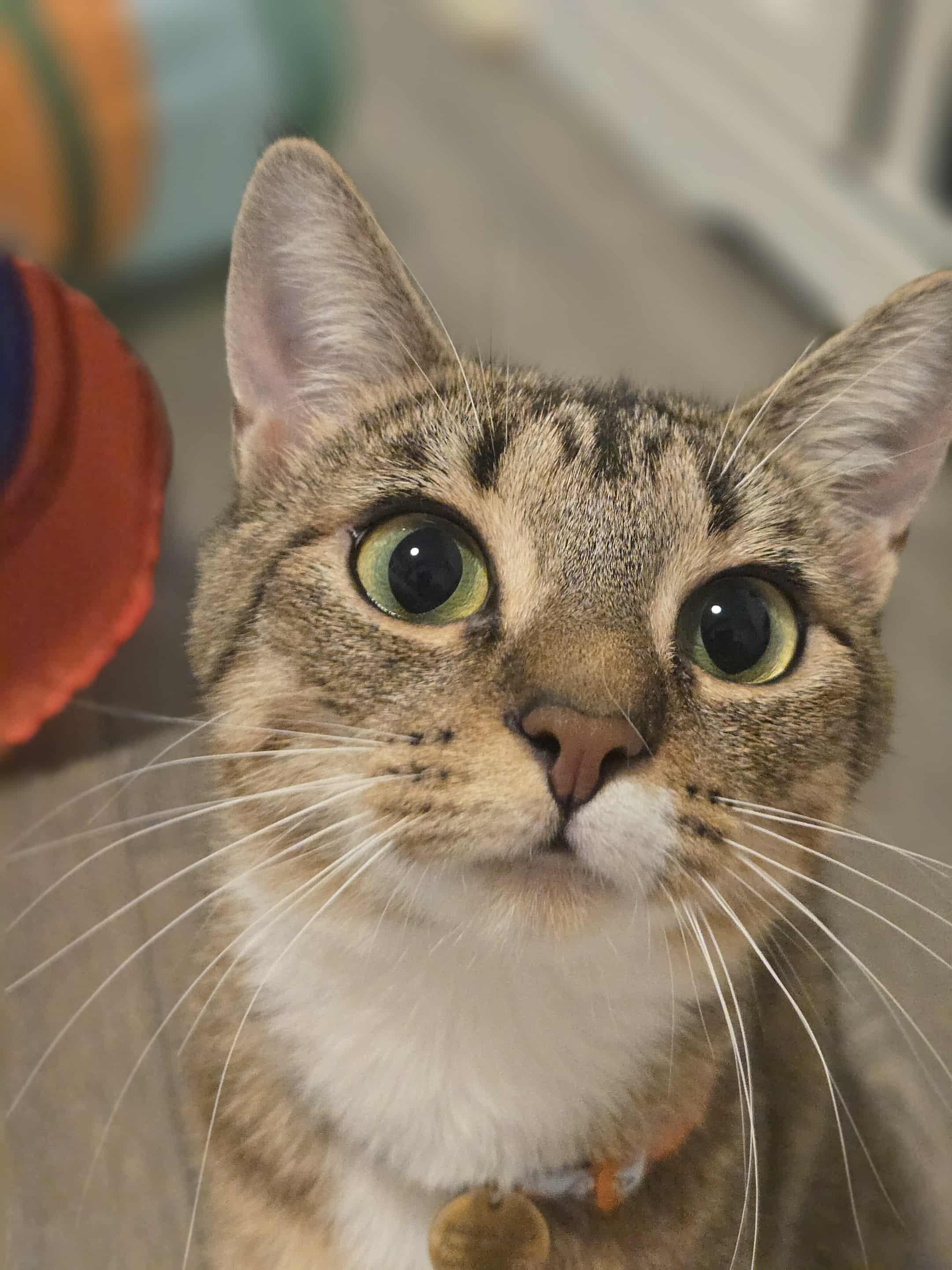 Enlarge Marigold - Adoption pending , an adoptable Domestic Short Hair in Vancouver, BC image 2/3