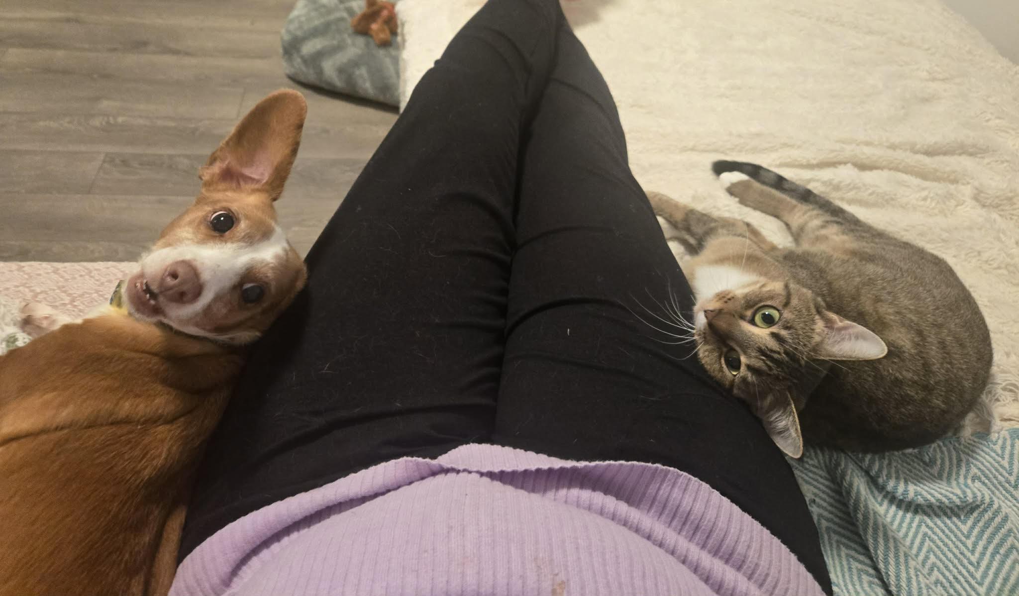 Enlarge Marigold - Adoption pending , an adoptable Domestic Short Hair in Vancouver, BC image 3/3