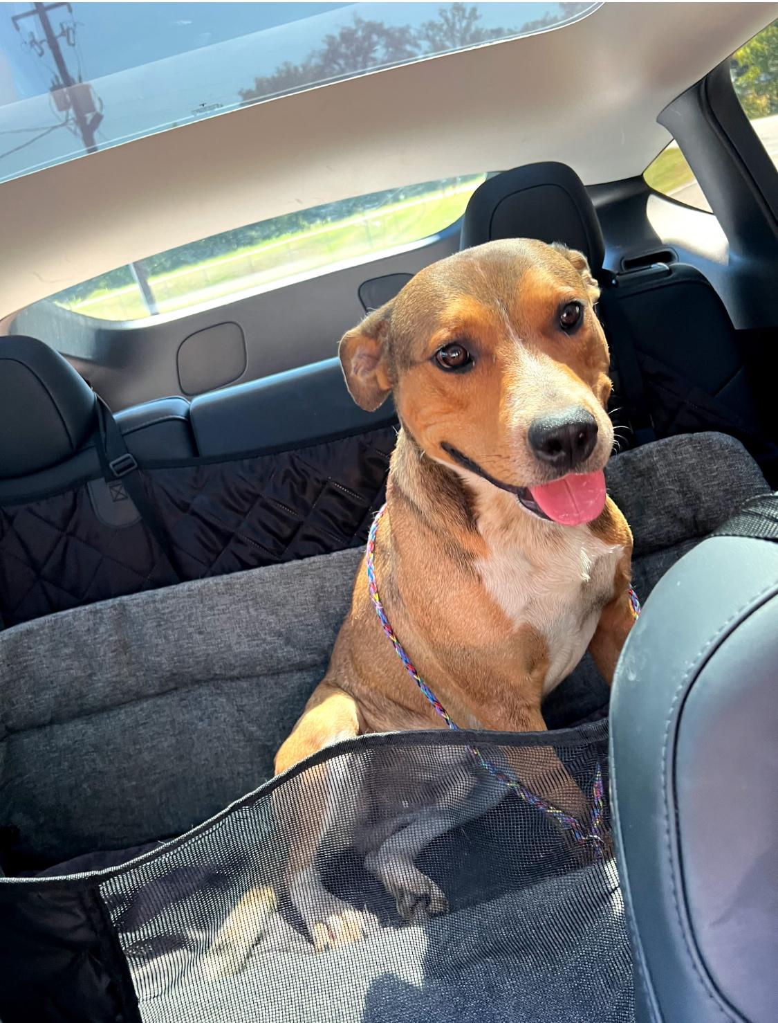 Mack, adopted, Young Male Mixed Breed.