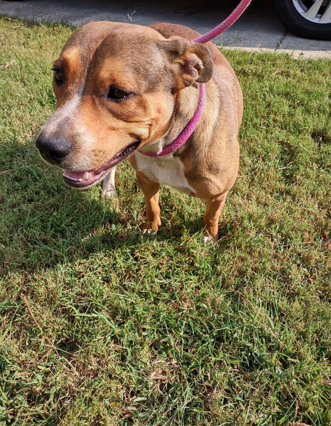 Enlarge Mack, an adopted mixed breed in atlanta, GA image 2/3