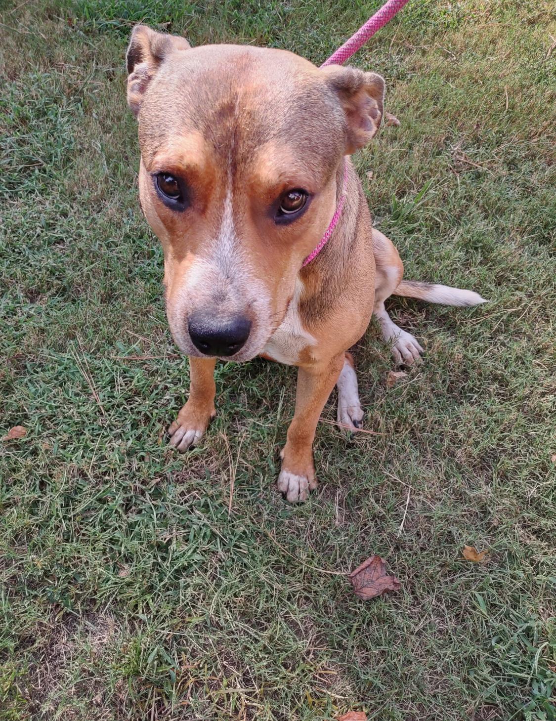 Enlarge Mack, an adopted mixed breed in atlanta, GA image 3/3