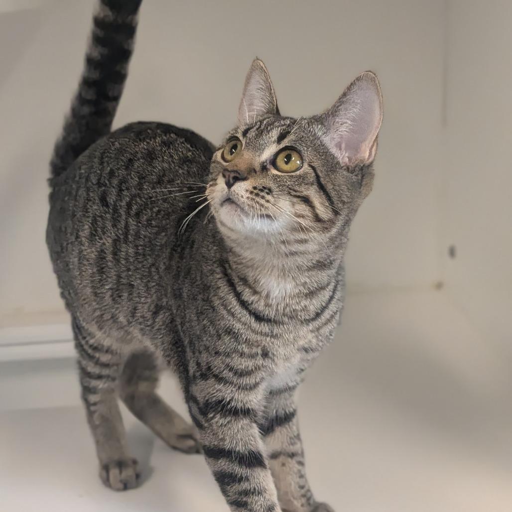 Matilda, Adoptable, Kitten Female Domestic Short Hair.