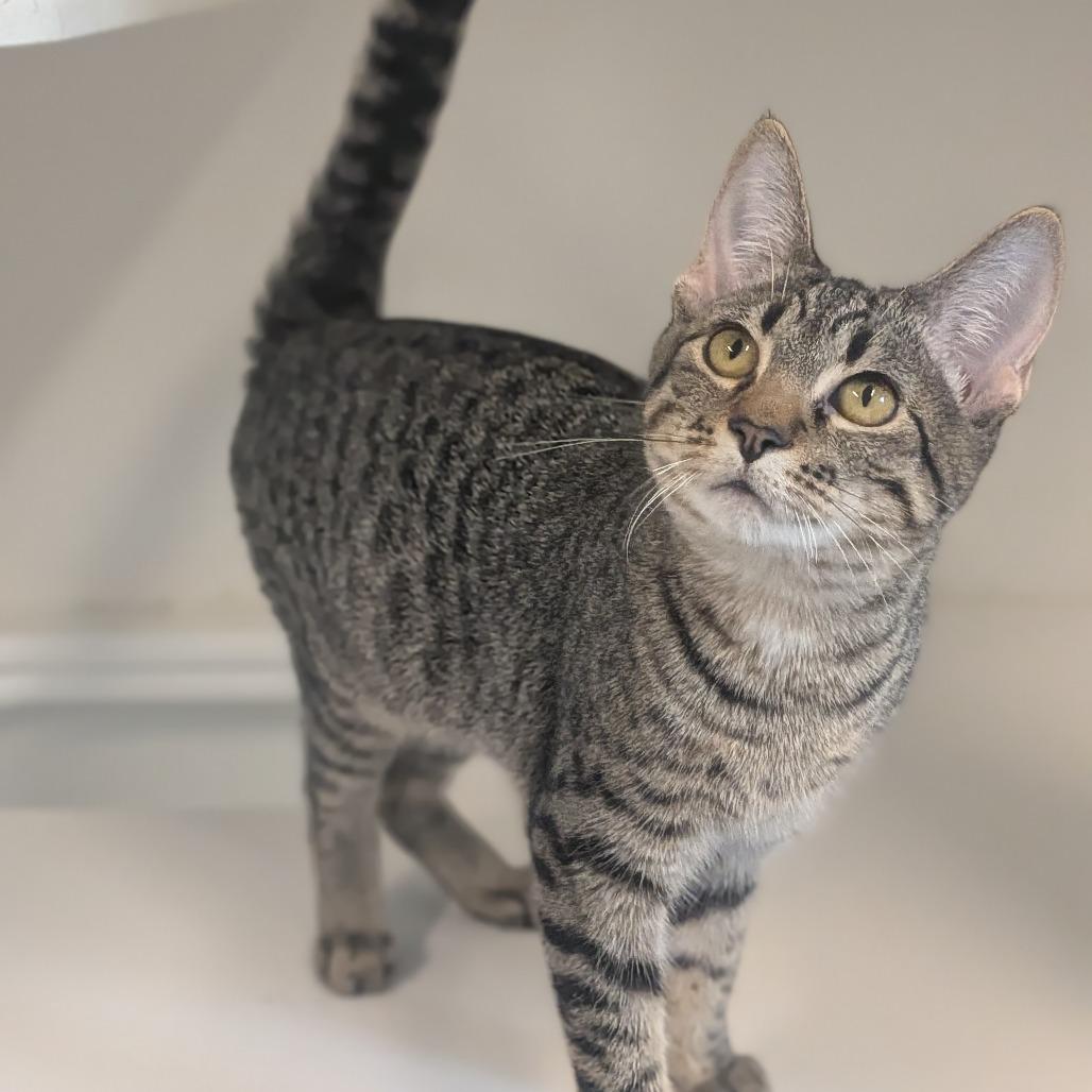 Matilda, a Adoptable Domestic Short Hair in Prairie du Chien, WI image 2/2