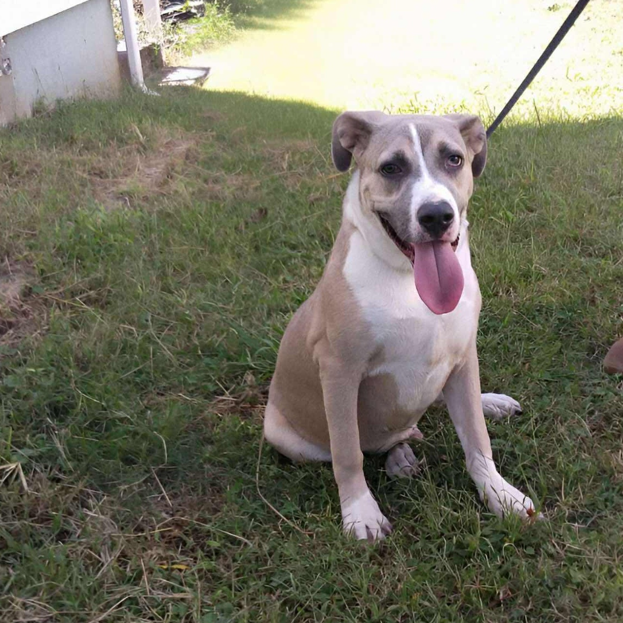 Enlarge Bravo, a Adoptable mixed breed in Hopkinton, MA image 3/6