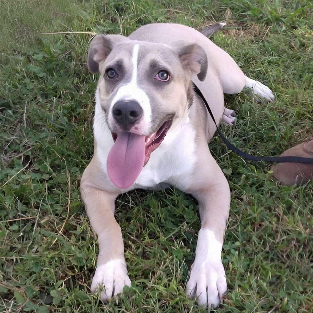 Enlarge Bravo, a Adoptable mixed breed in Hopkinton, MA image 1/6