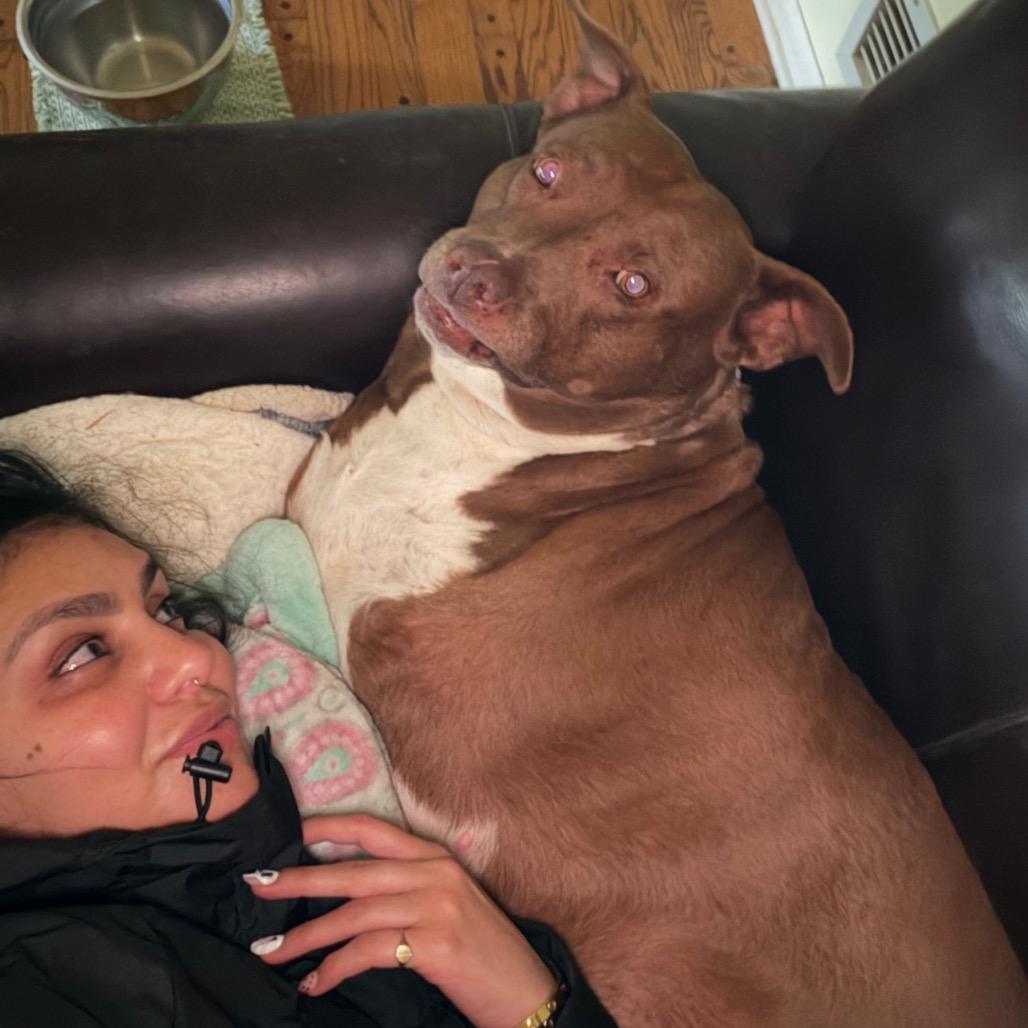 Kiwi, Adoptable, Adult Female Pit Bull Terrier.