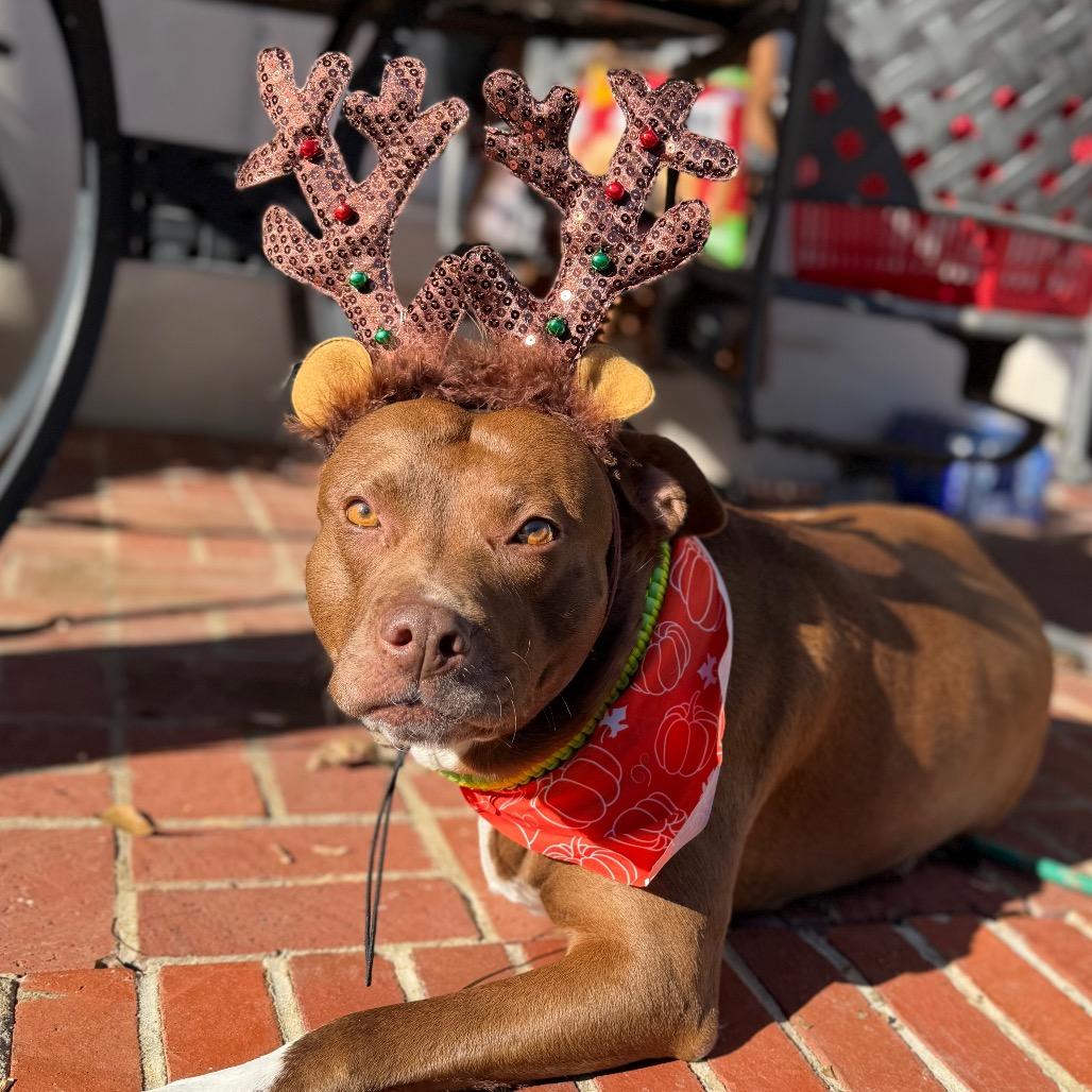 Enlarge Kiwi, a Adoptable Pit Bull Terrier in Birmingham, AL image 2/6