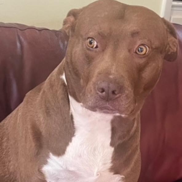 Kiwi, Adoptable, Adult Female Pit Bull Terrier.