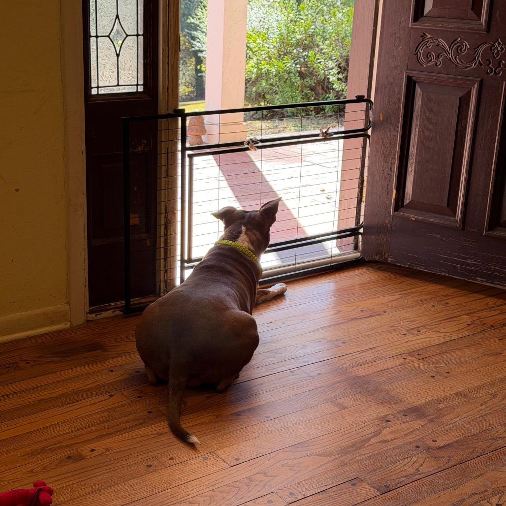 Enlarge Kiwi, a Adoptable Pit Bull Terrier in Birmingham, AL image 4/6