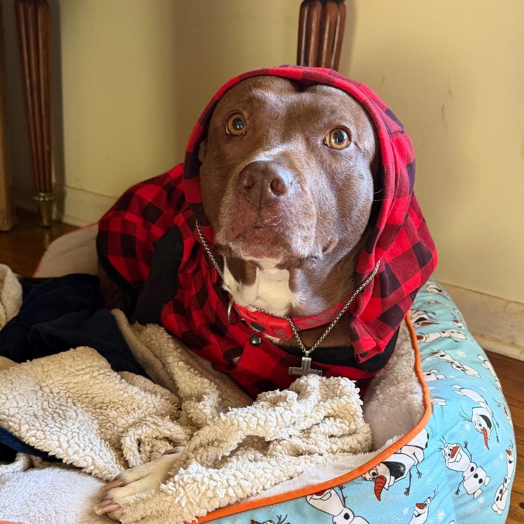 Enlarge Kiwi, a Adoptable Pit Bull Terrier in Birmingham, AL image 5/6