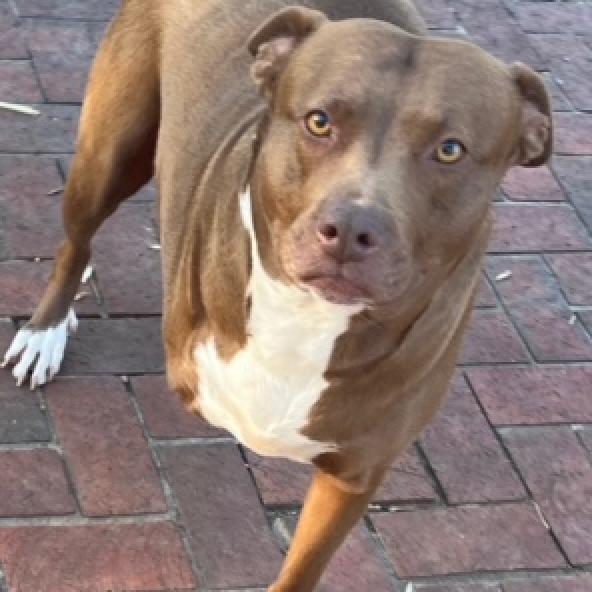 Kiwi, a Adoptable Pit Bull Terrier in Birmingham, AL image 2/2