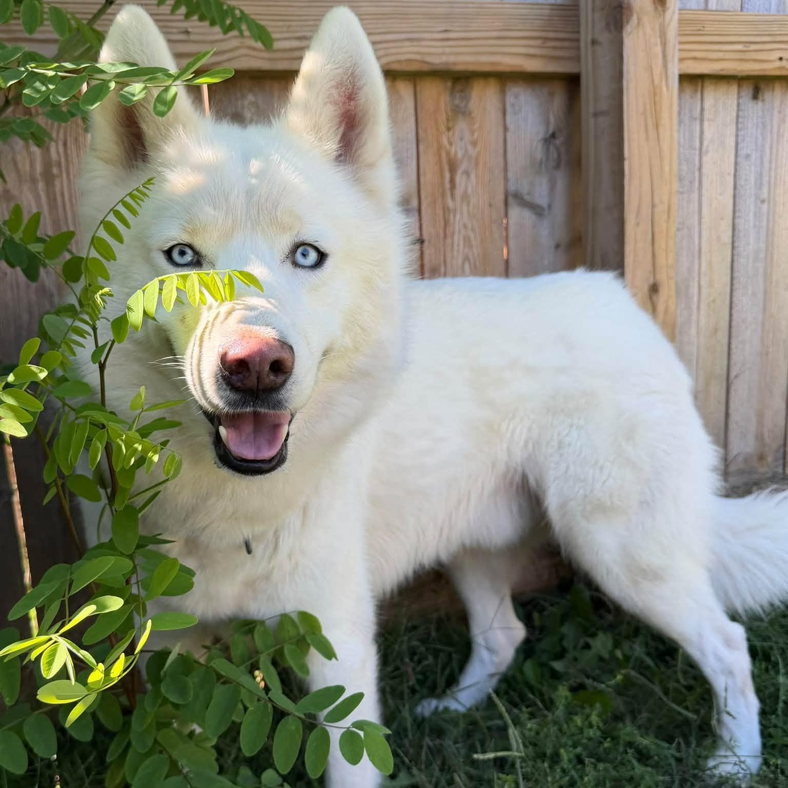Enlarge Ghost, a Adoptable Siberian Husky in Martinsville, IN image 1/3