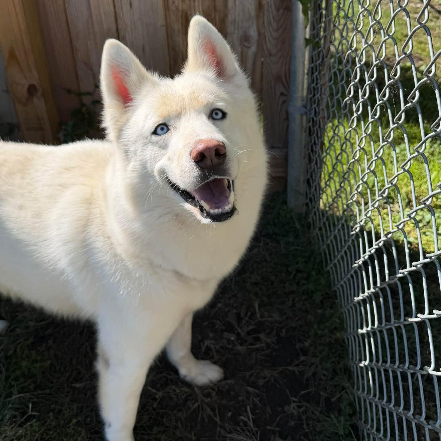 Enlarge Ghost, a Adoptable Siberian Husky in Martinsville, IN image 2/3