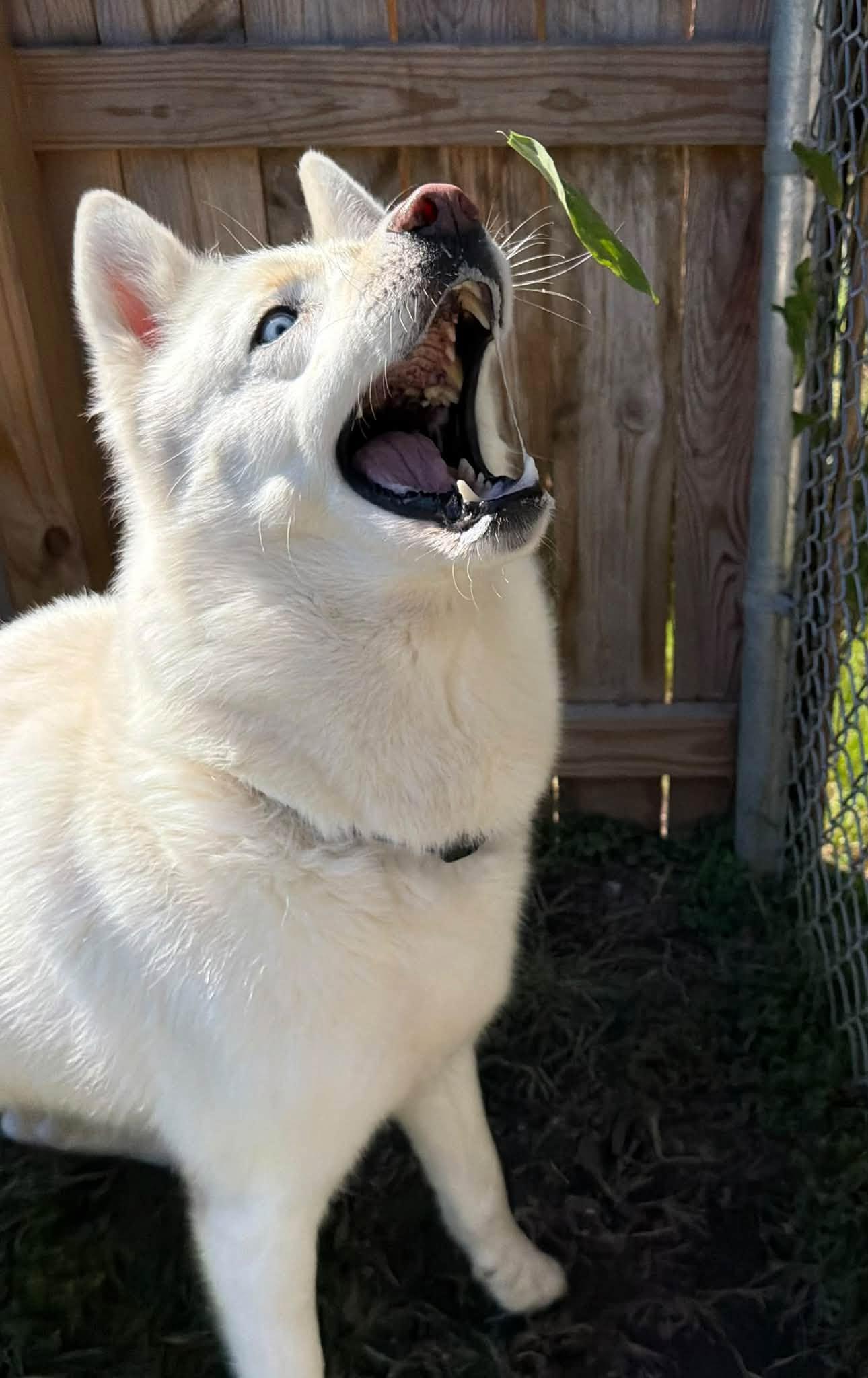 Enlarge Ghost, a Adoptable Siberian Husky in Martinsville, IN image 3/3