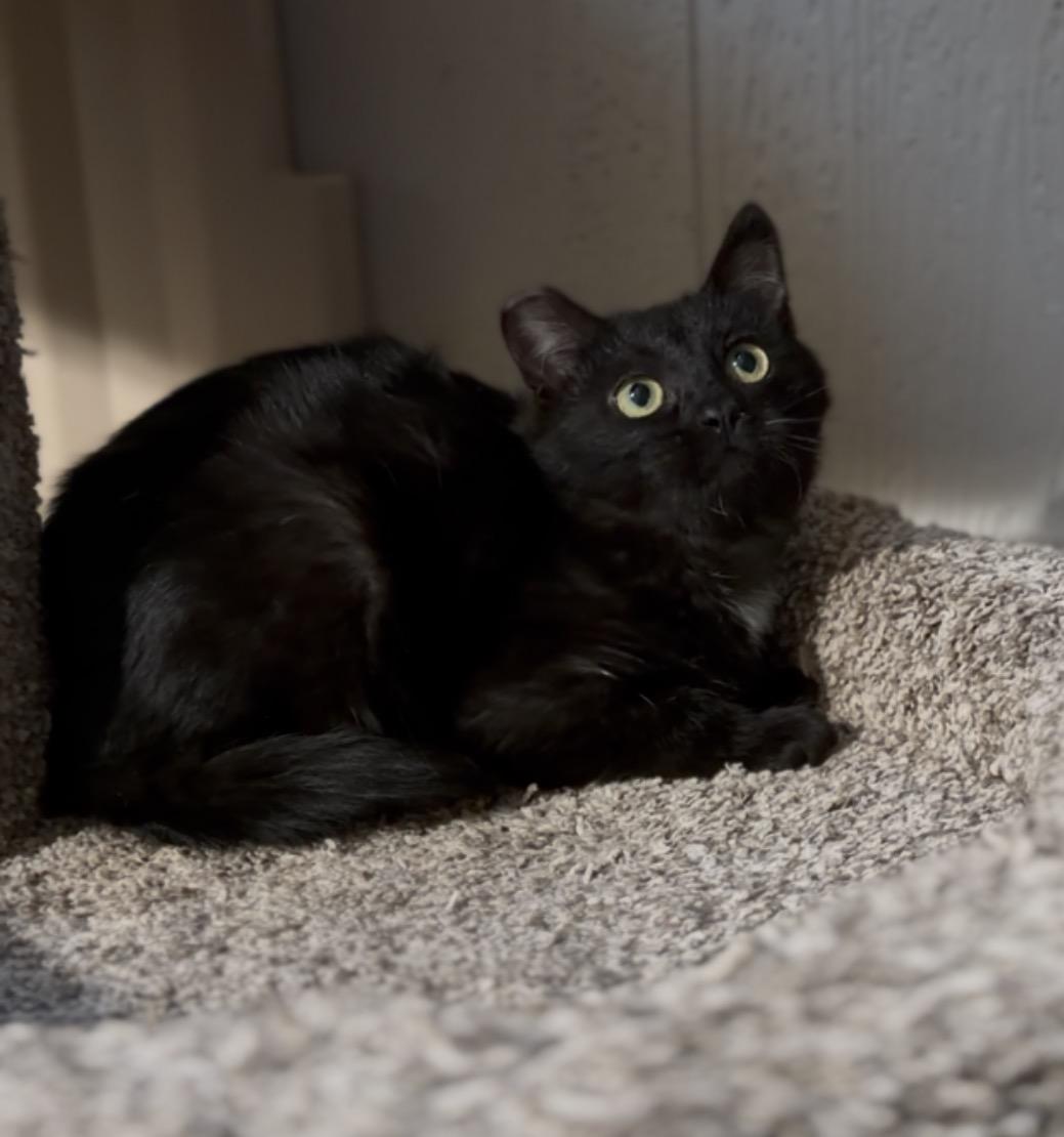 Tundra, ADOPTABLE, Kitten Female Domestic Medium Hair.