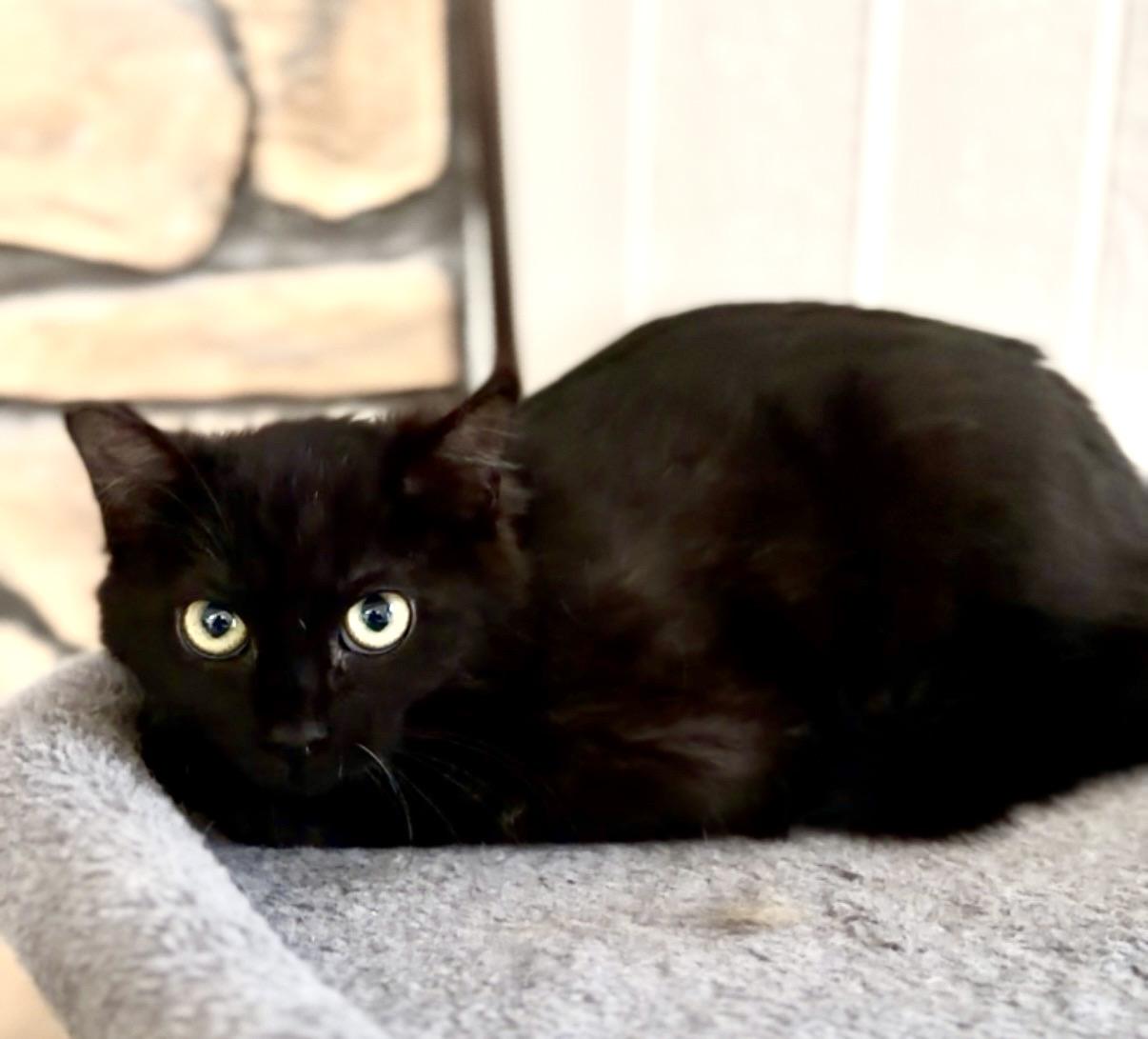 Tundra, a ADOPTABLE Domestic Medium Hair in Crown Point, IN image 2/3