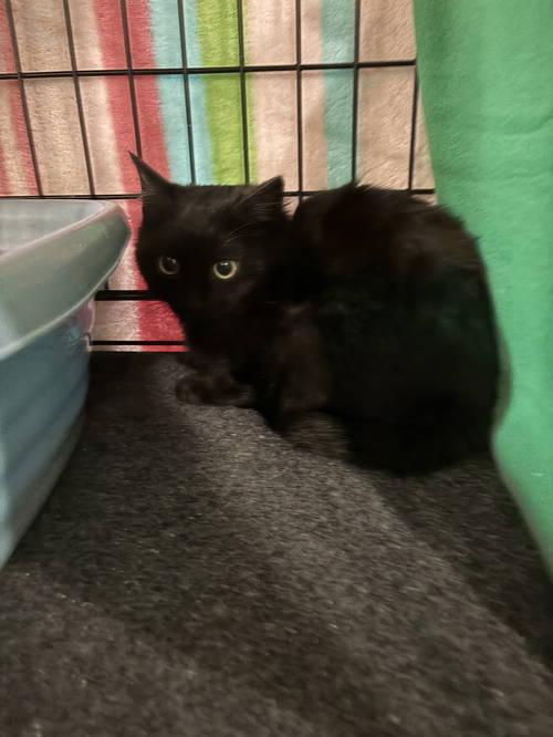 Tundra, a ADOPTABLE Domestic Medium Hair in Crown Point, IN image 3/3