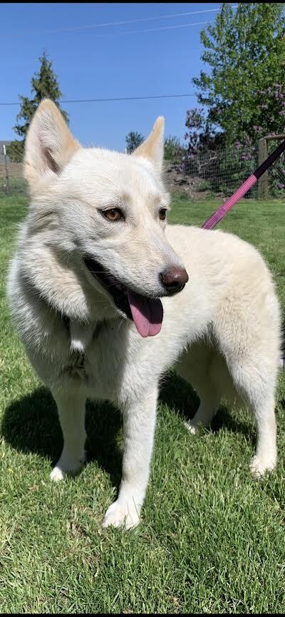 Mika, a Adopted mixed breed image 1/2