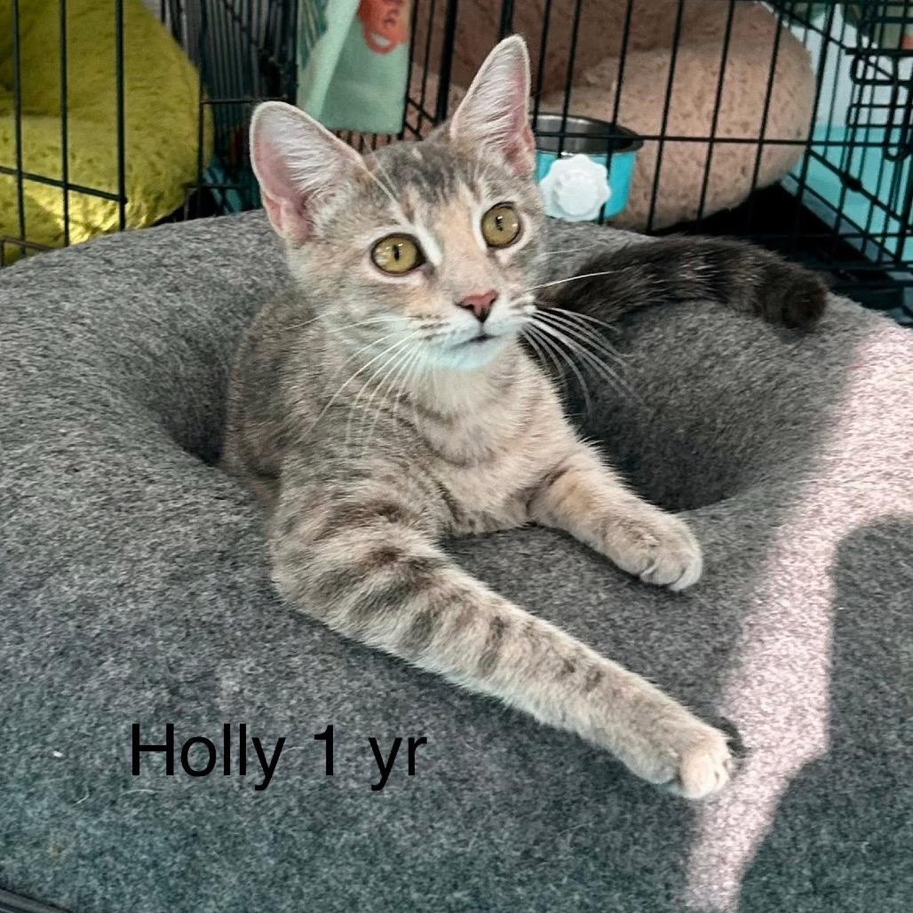 Bubble Bath, Adoptable, Young Female Domestic Short Hair.