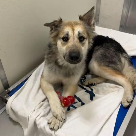 Enlarge Missy, a Adoptable mixed breed in Driggs, ID image 2/4