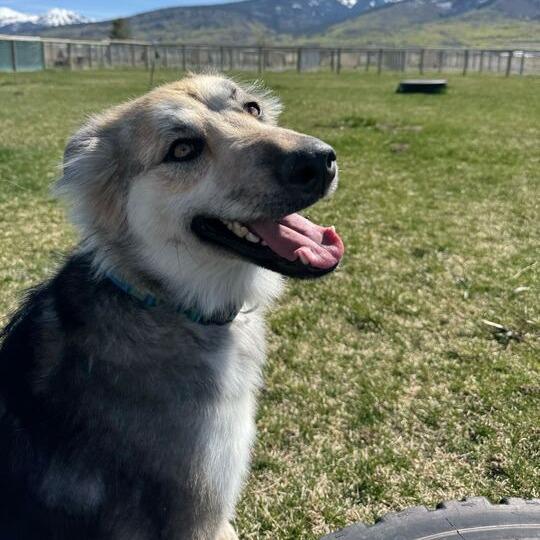 Enlarge Missy, a Adoptable mixed breed in Driggs, ID image 3/4