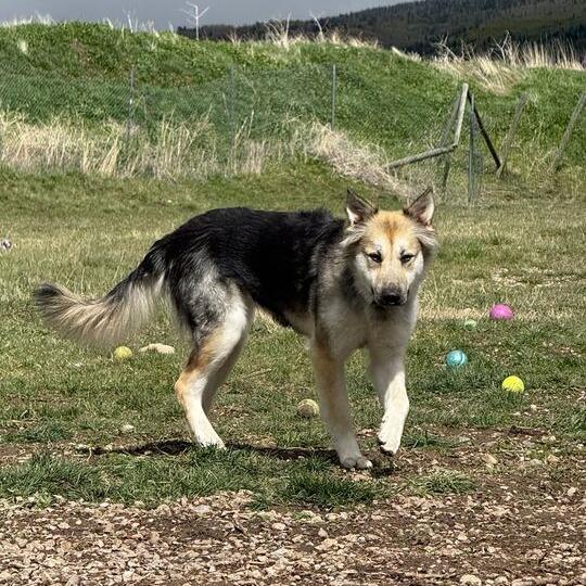 Enlarge Missy, a Adoptable mixed breed in Driggs, ID image 4/4