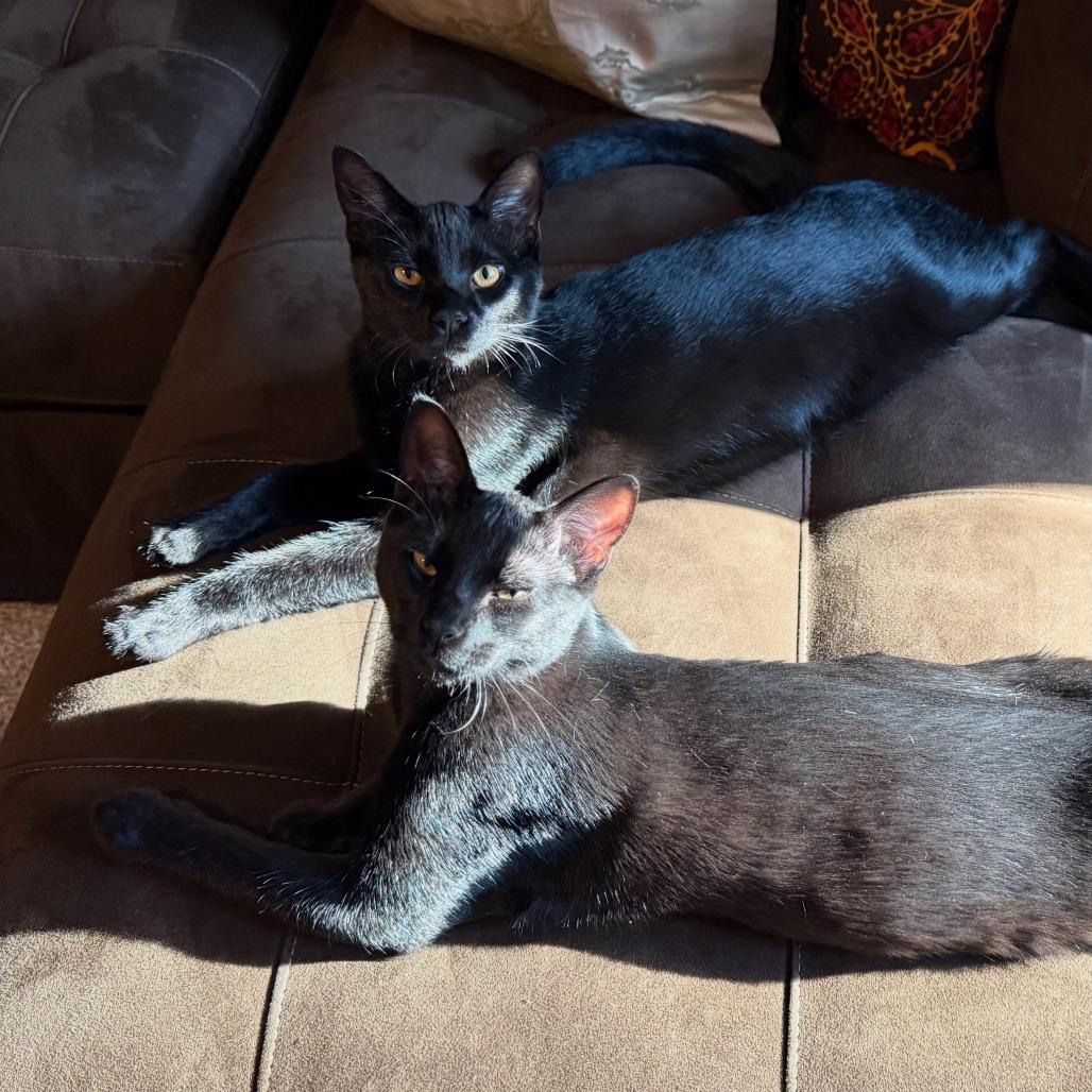 Toro, Adoptable, Kitten Male Domestic Short Hair.