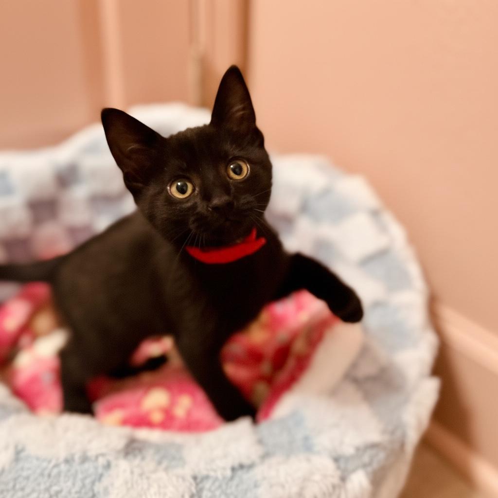 Toro, Adoptable, Kitten Male Domestic Short Hair.