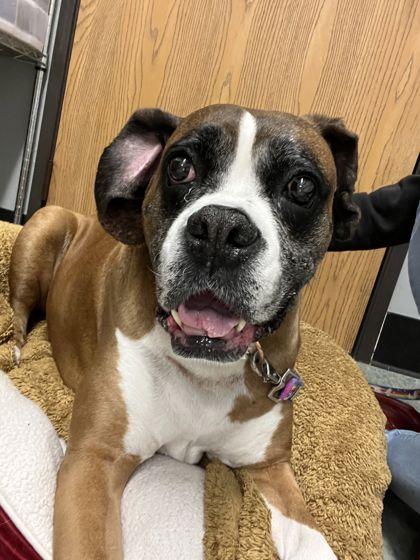 Enlarge Izzy, a Adoptable Boxer in Shawano, WI image 1/2