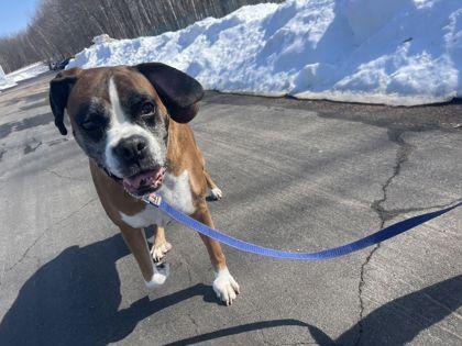 Enlarge Izzy, a Adoptable Boxer in Shawano, WI image 2/2