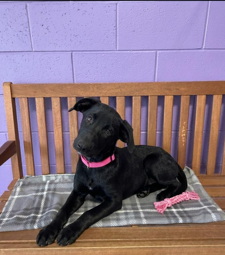 **HOPE**, Adoptable, Puppy Female Black Labrador Retriever.