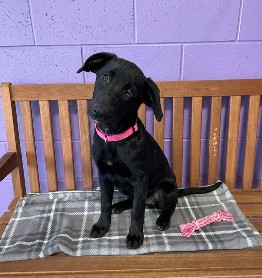 Enlarge **HOPE**, a Adoptable Black Labrador Retriever in North Prairie, WI image 2/2