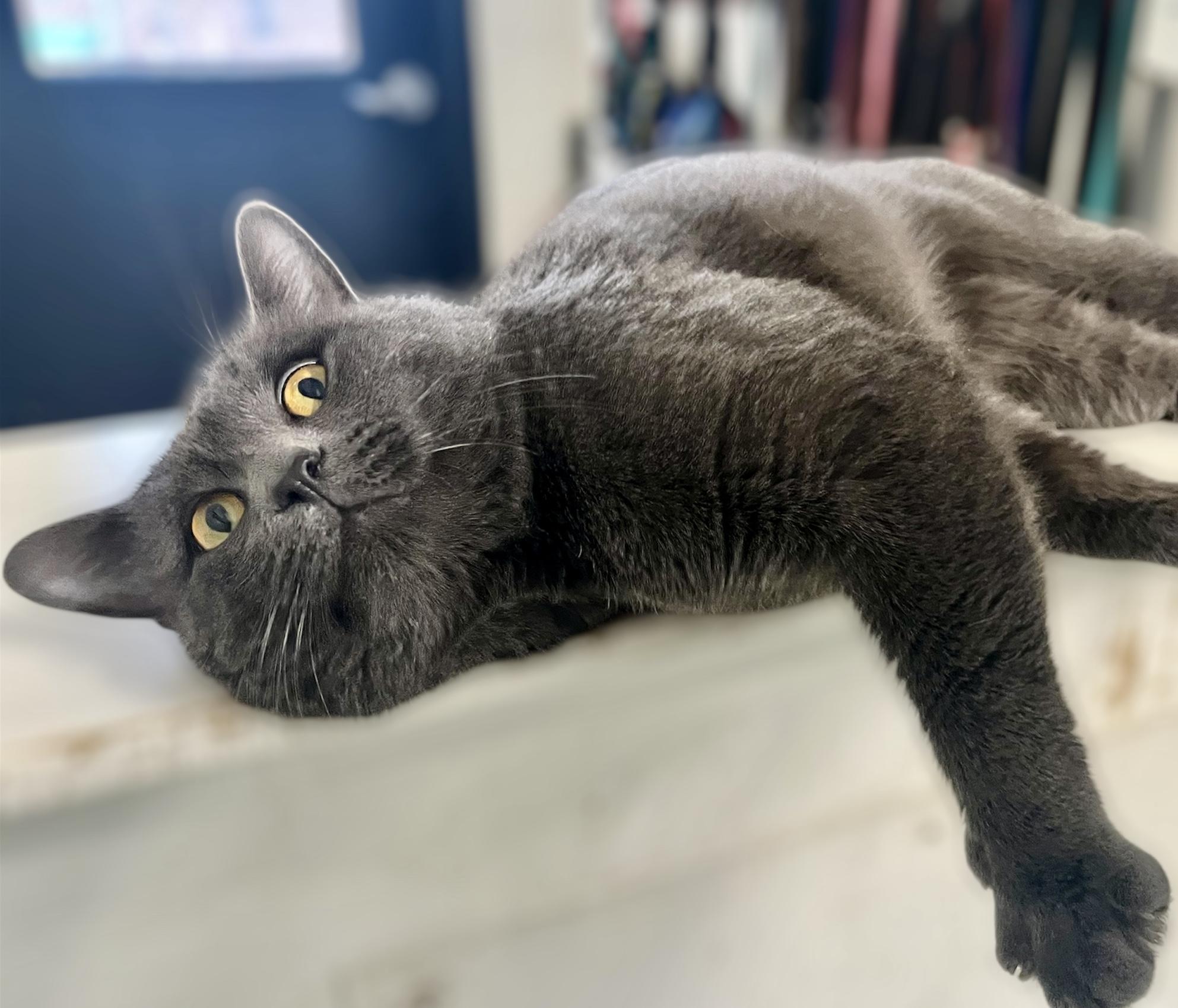 Enlarge Igor PENDING, an adopted Domestic Short Hair in Mansfield, CT image 1/3