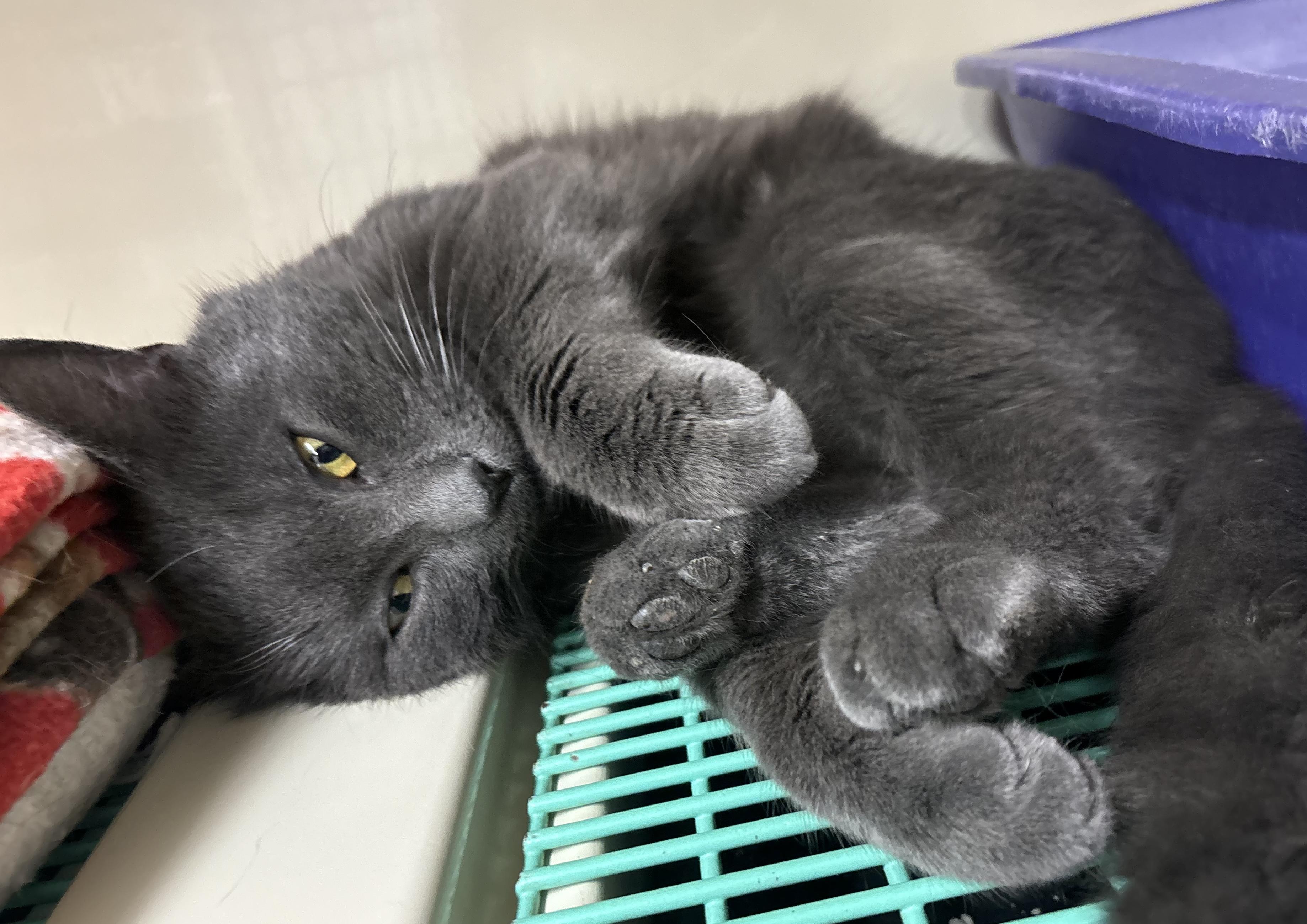 Igor PENDING, Adoptable, Adult Male Domestic Short Hair.