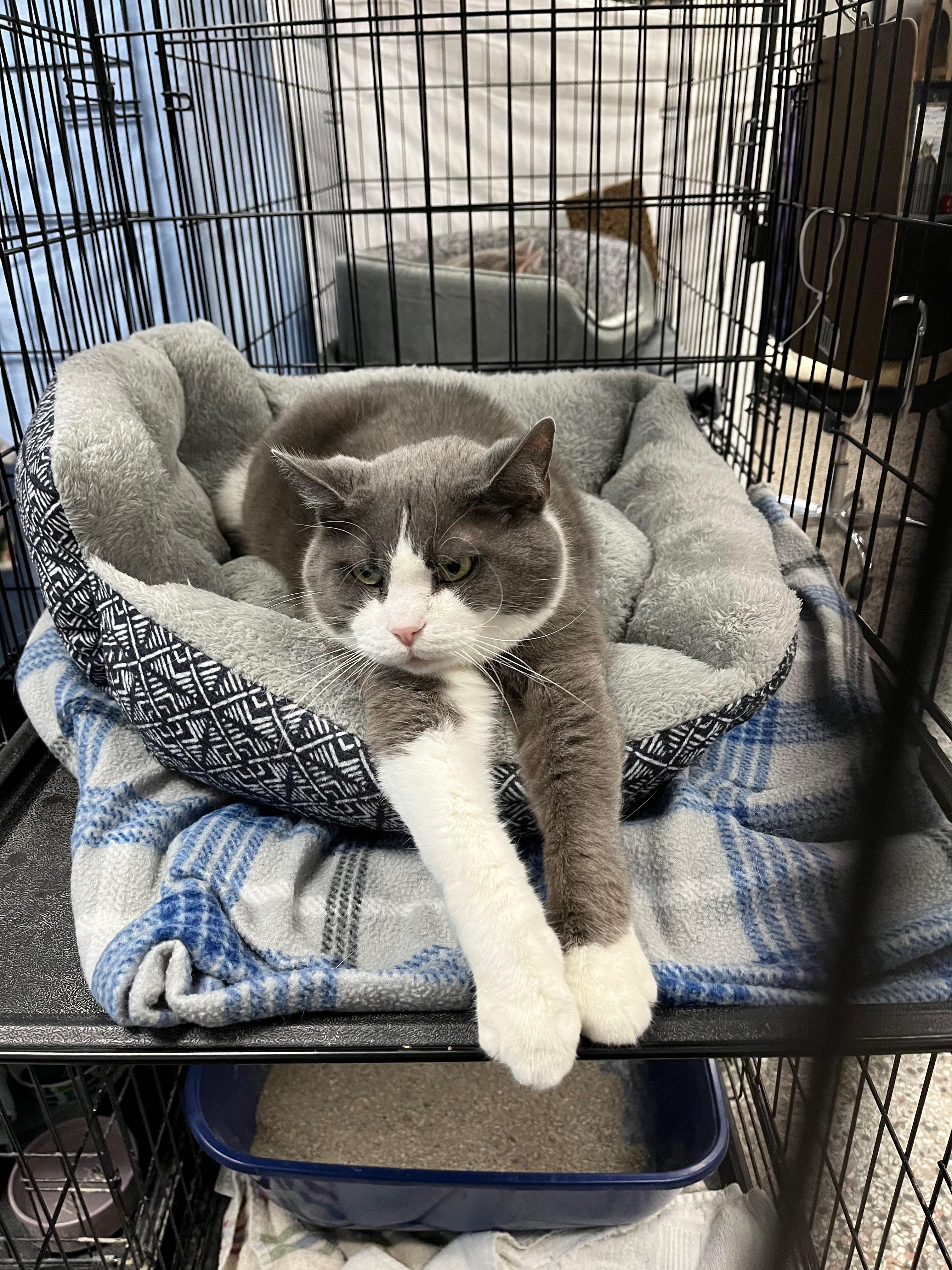 Claudia, a Adoptable Domestic Short Hair in Richmond, KY image 1/6