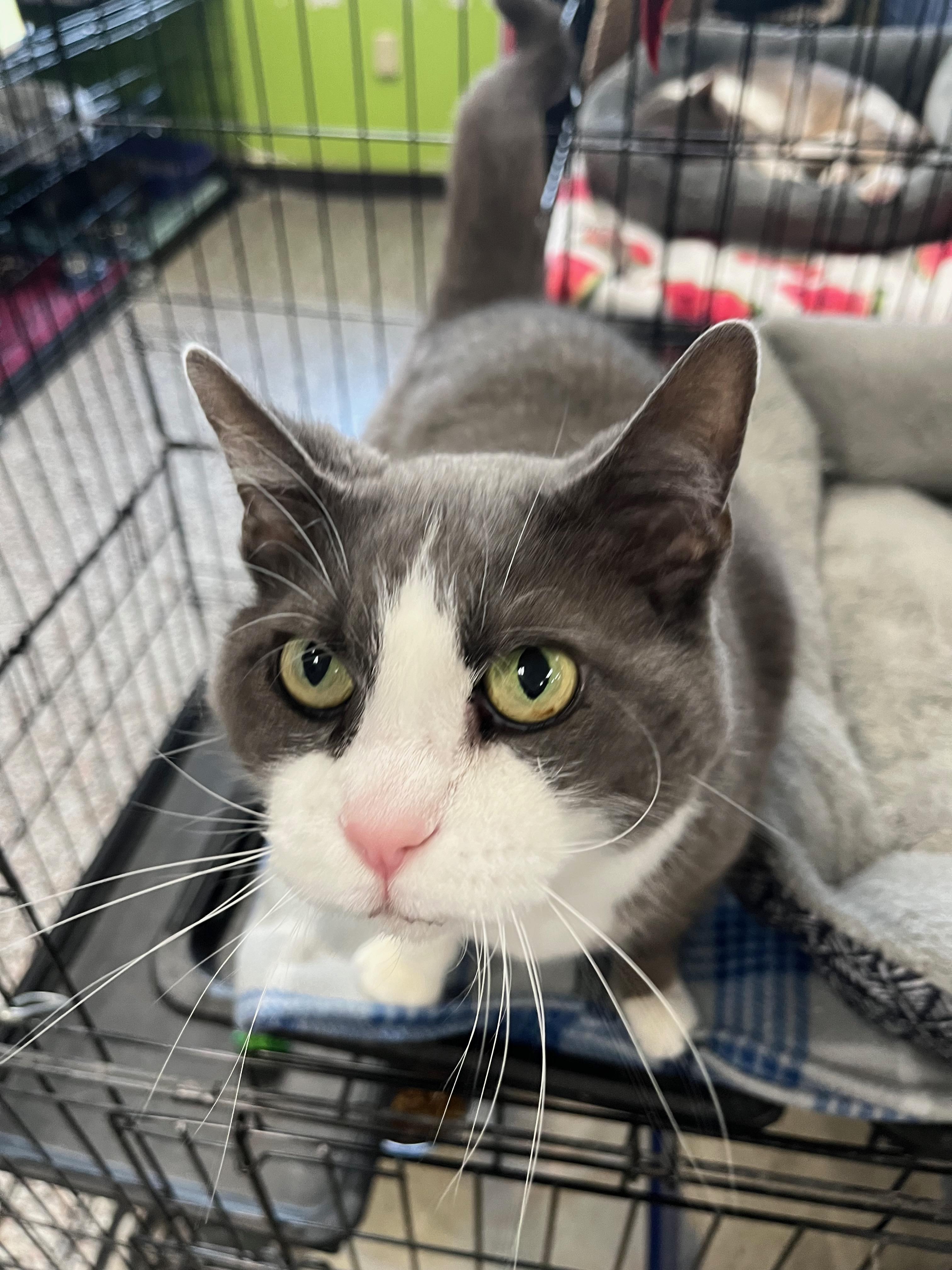 Claudia, a Adoptable Domestic Short Hair in Richmond, KY image 2/6