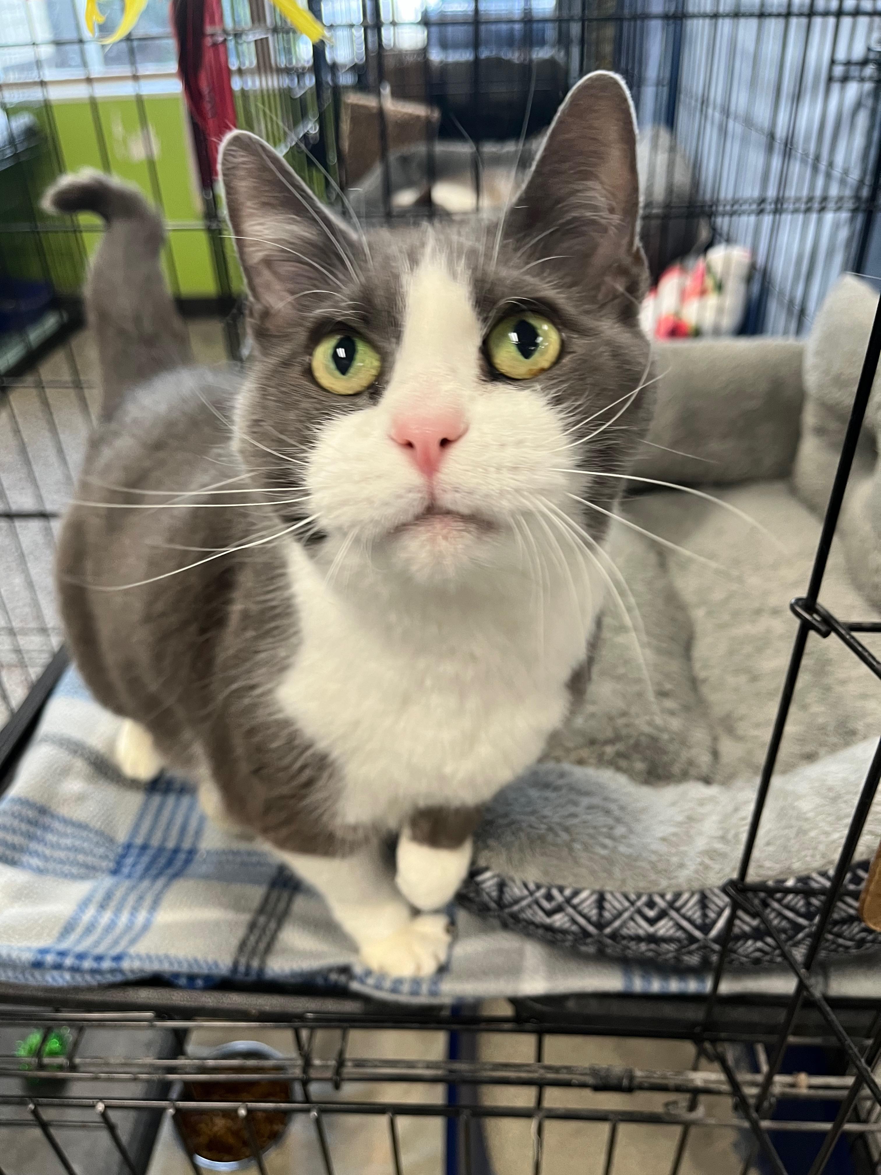 Claudia, a Adoptable Domestic Short Hair in Richmond, KY image 3/6