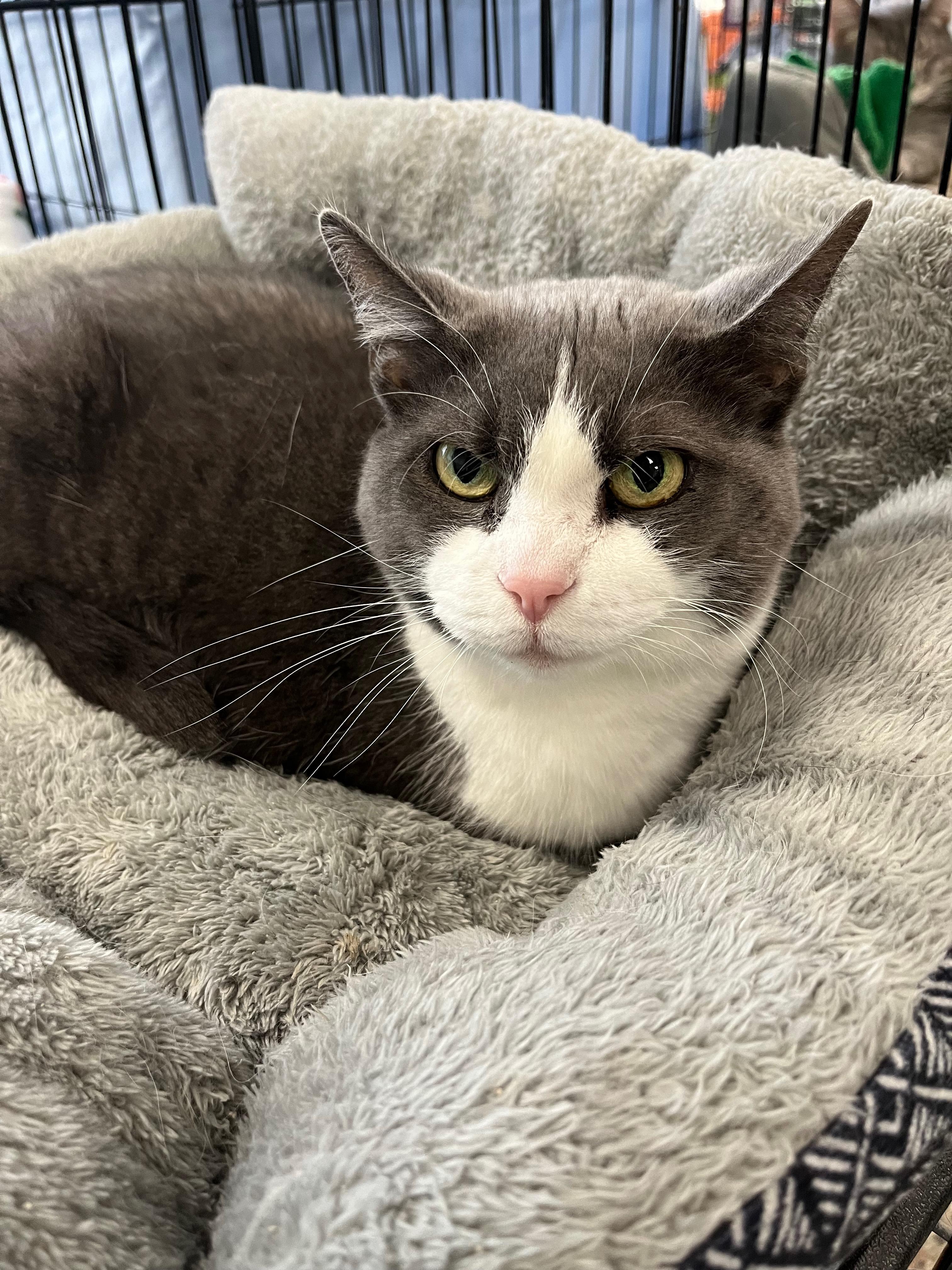 Claudia, a Adoptable Domestic Short Hair in Richmond, KY image 4/6