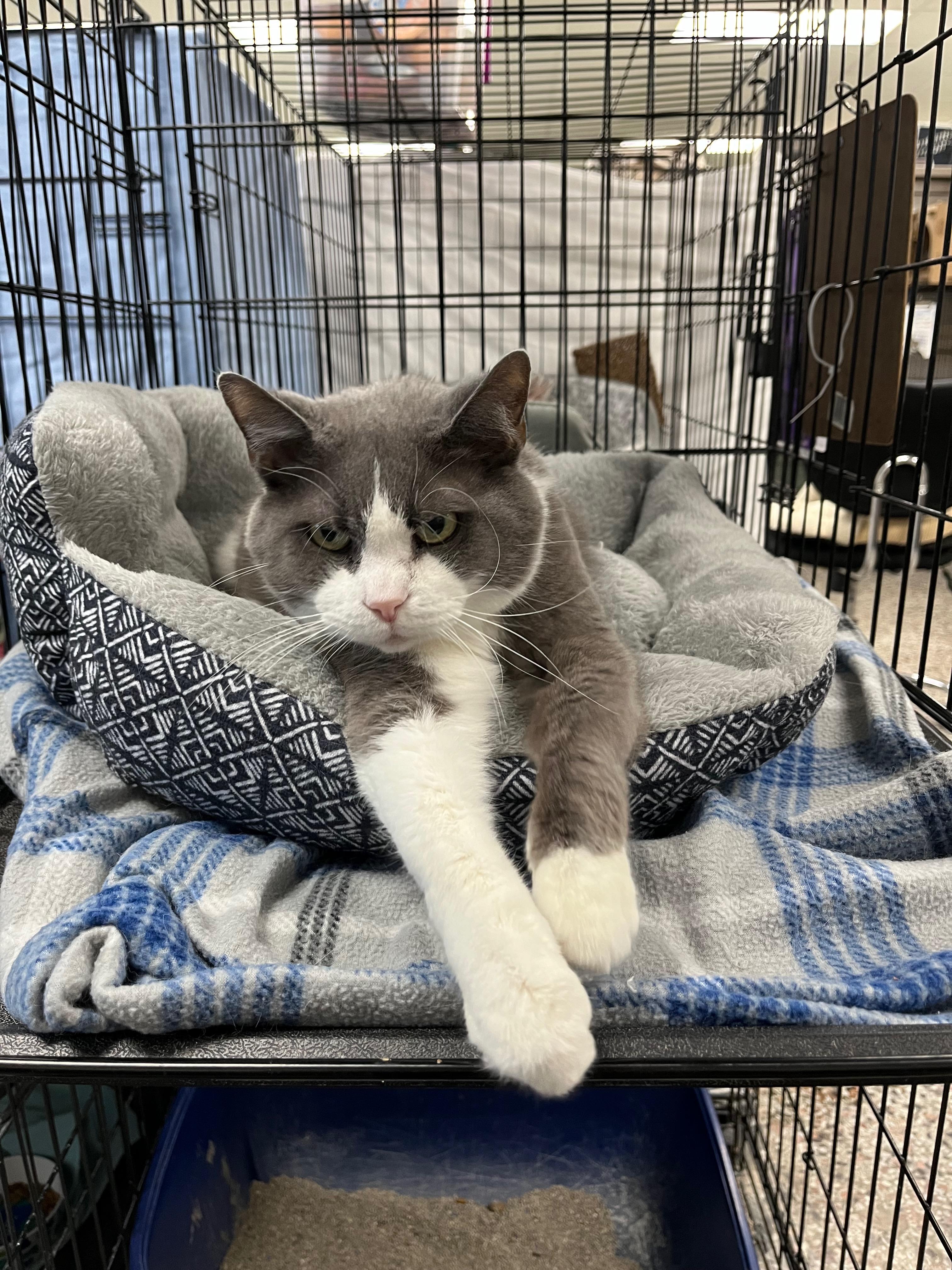 Claudia, a Adoptable Domestic Short Hair in Richmond, KY image 5/6