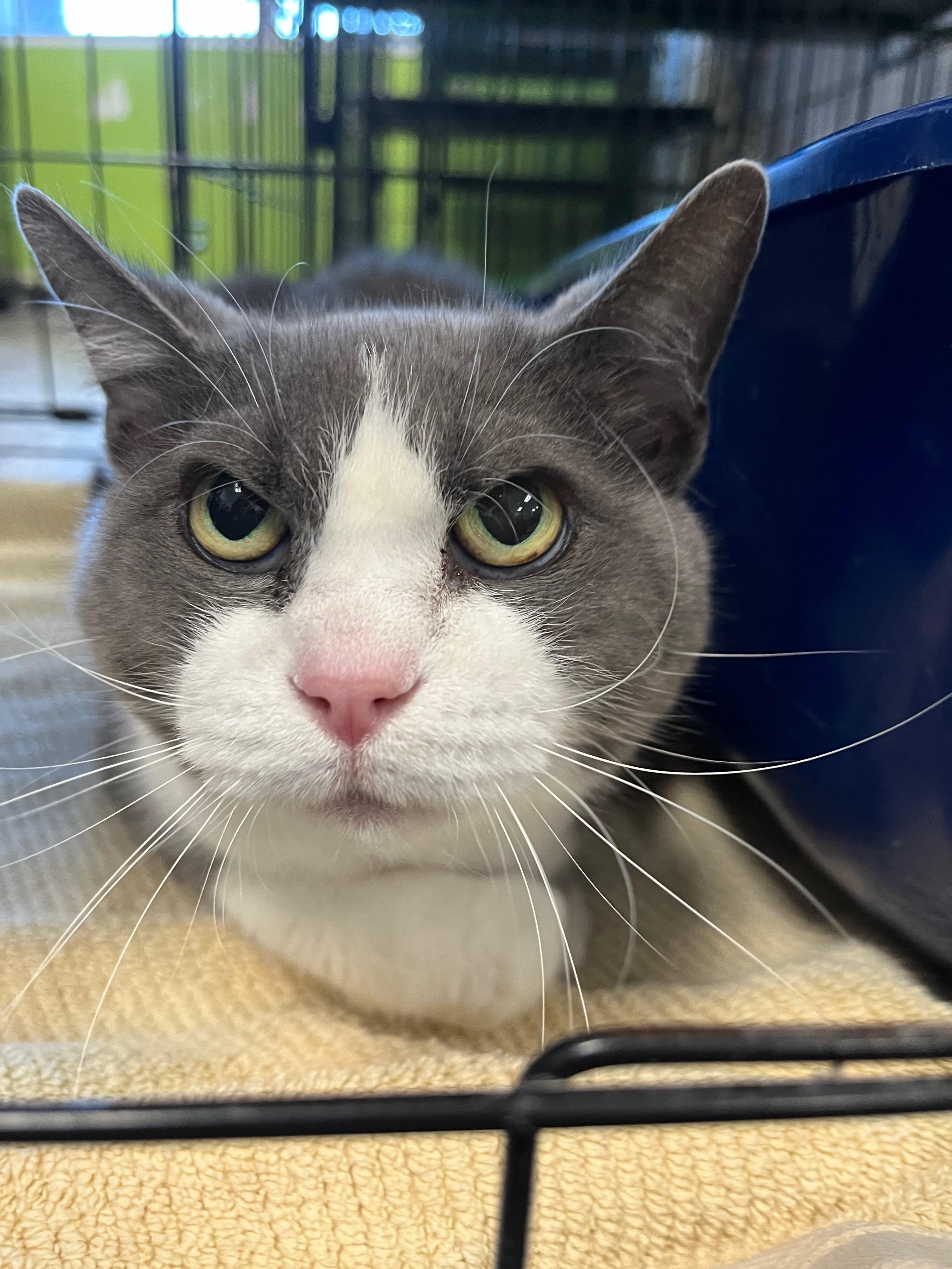 Claudia, a Adoptable Domestic Short Hair in Richmond, KY image 6/6