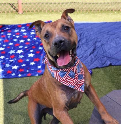 Fester (project home bound)