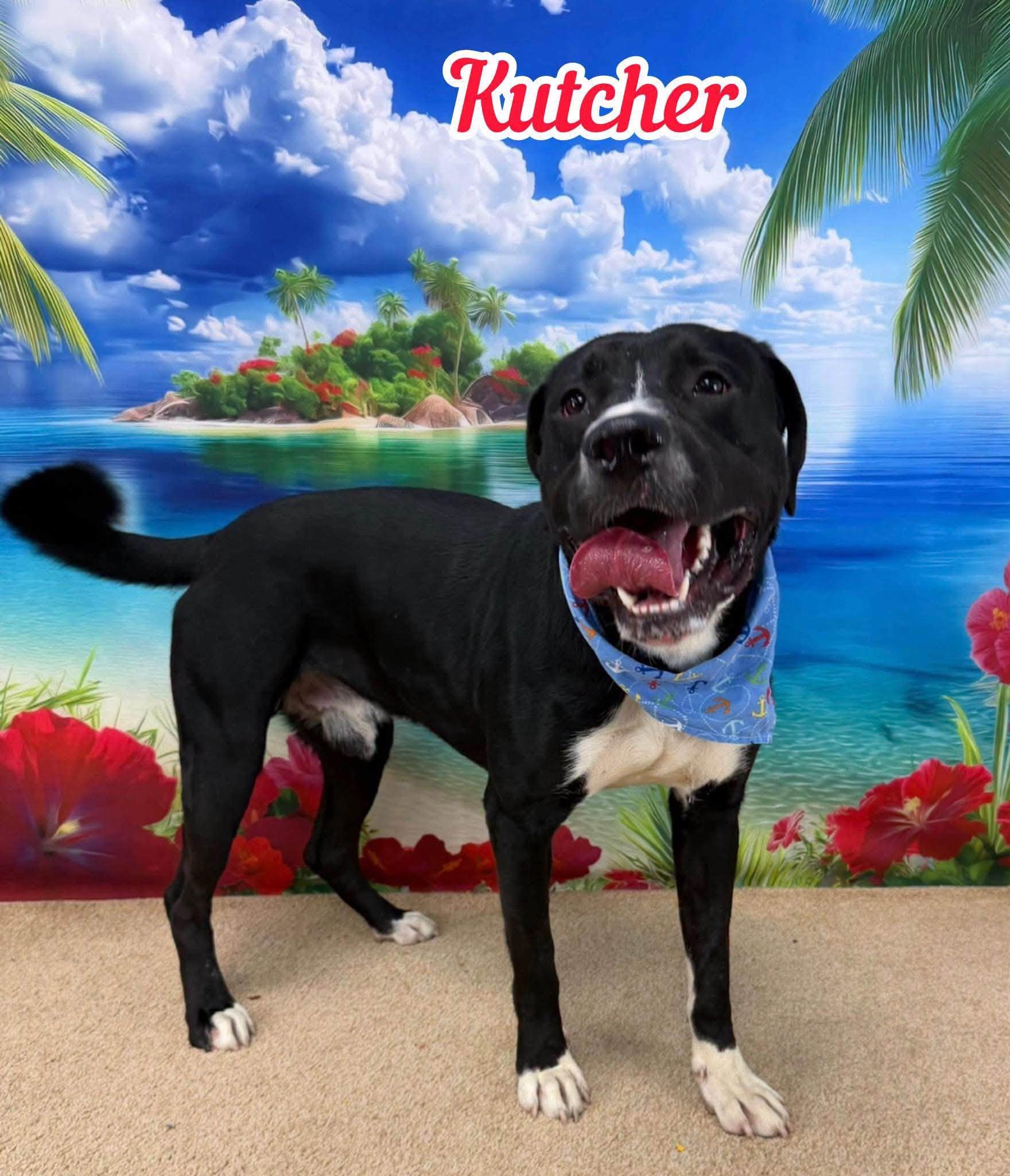 Enlarge Kutcher, a ADOPTABLE Mixed Breed in Flint, MI image 1/1