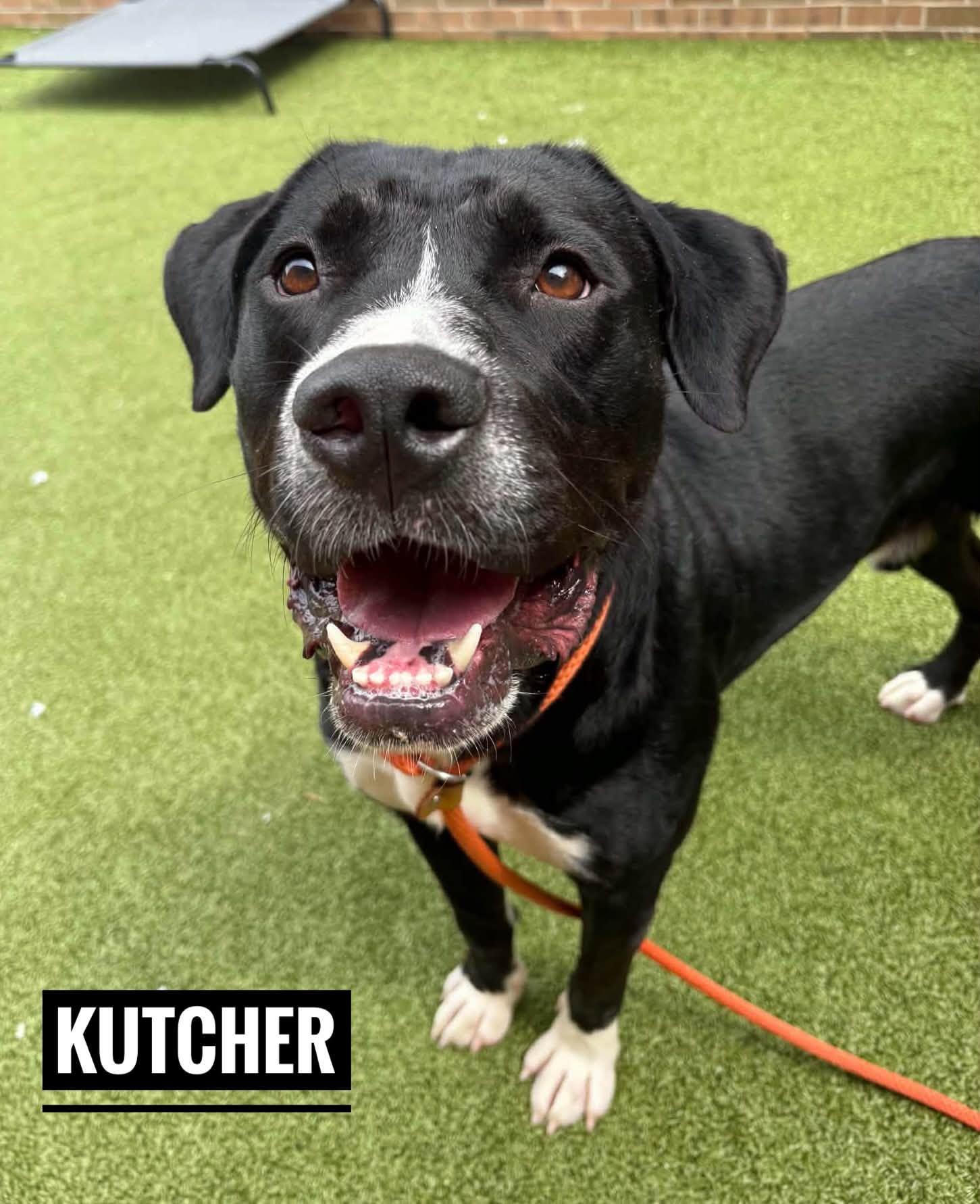 Kutcher, Adoptable, Young Male Mixed Breed.