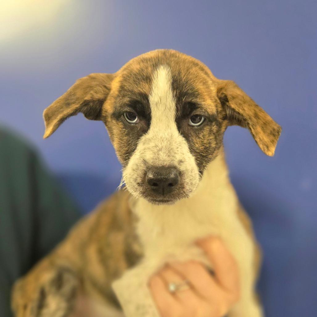 Enlarge CT Ariel, a Adoptable mixed breed in Stormville, NY image 1/3