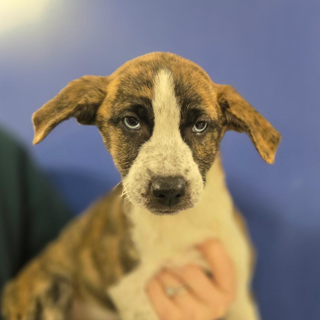 Enlarge CT Ariel, a Adoptable mixed breed in Stormville, NY image 2/3