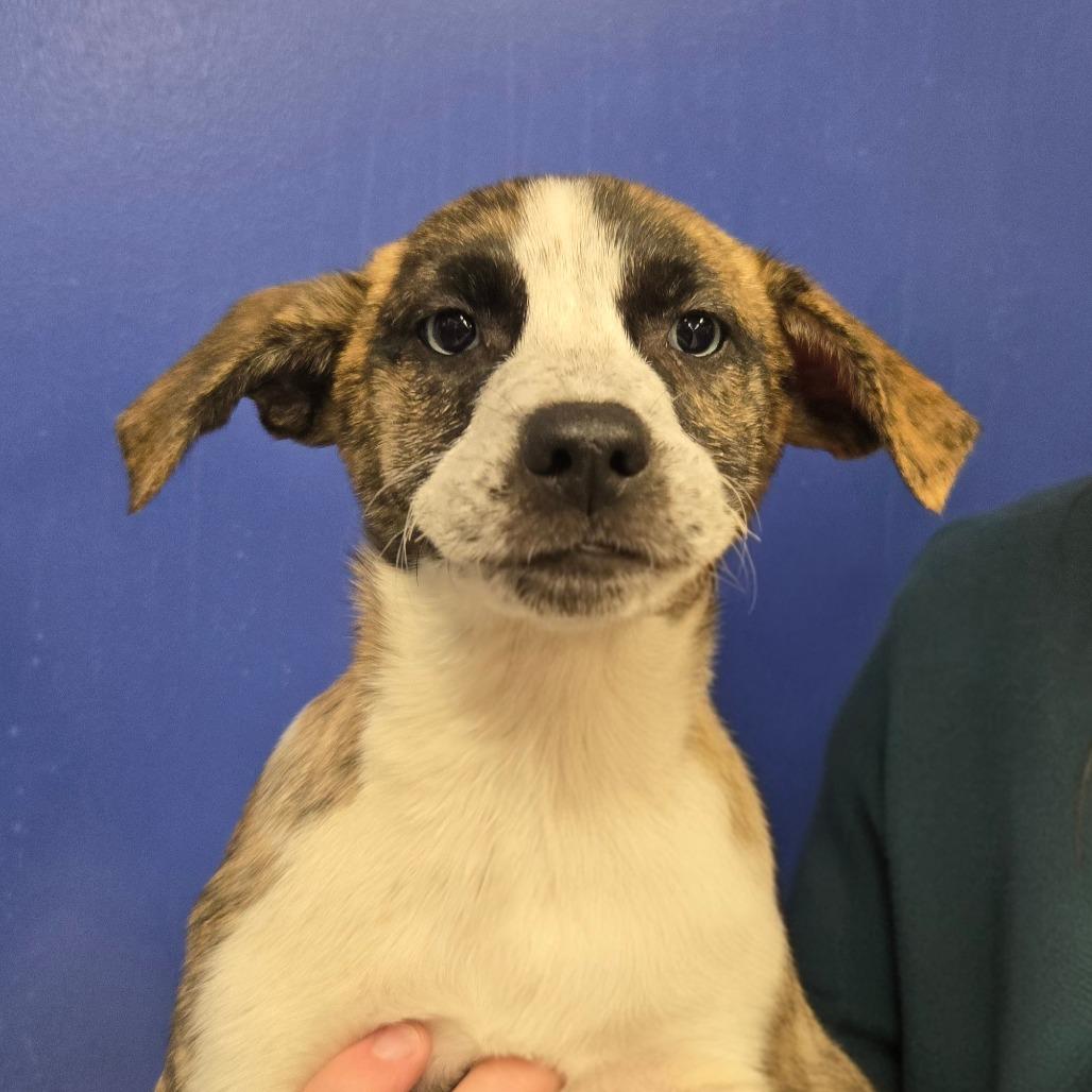 Enlarge CT Ariel, a Adoptable mixed breed in Stormville, NY image 3/3